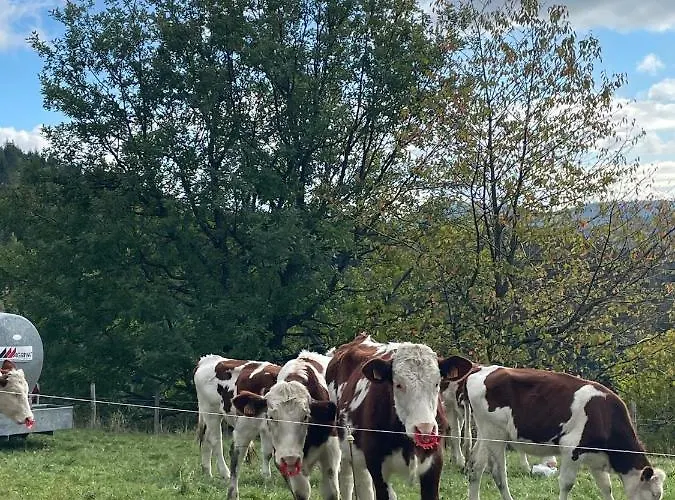 Hotel Logis Hotel Restaurant Panorama 3*